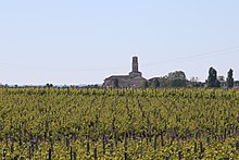Pauillac is home to three of the five Bordeaux's first growth wines (classification of 1855) Vignoble de Pauillac.jpg