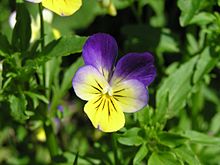 Viola tricolor.jpg