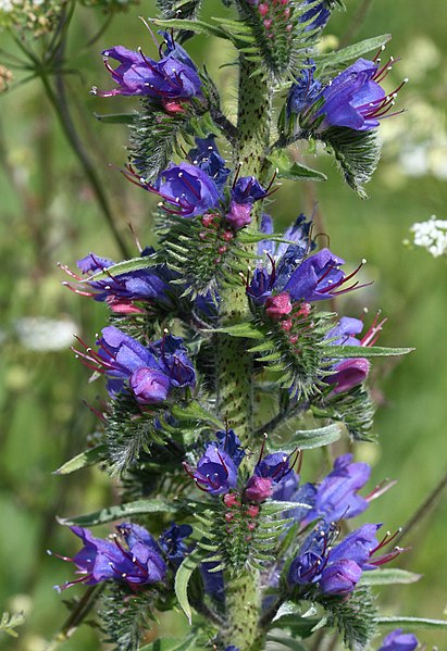 File:Viper's Bugloss - Flickr - S. Rae.jpg