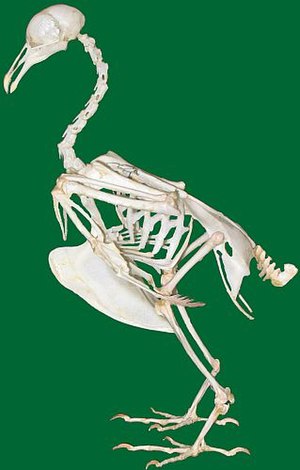 Układ kostny ptaków - Wikiwand