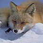 Thumbnail for File:Vulpes vulpes laying in snow (cropped for banstars).jpg