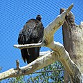 Vulture at SD Zoo
