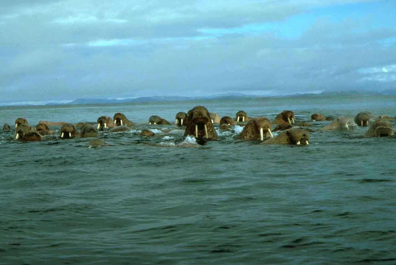 File:Walrus animal male detailed photo.jpg - Wikimedia Commons