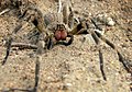 Very dangerous Spiders of the genus Phoneutria aggressively stand their ground and are extremely venomous, but often give dry bites. (Brazilian Wandering Spiders)