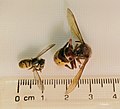 Wasp and Hornet Back 1.jpg