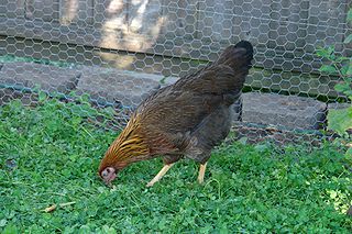 <span class="mw-page-title-main">Welsummer</span> Breed of chicken