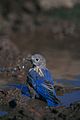 Juvenile western bluebird in Arizona