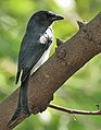 Drongo dal ventre bianco (Dicrurus caerulescens) a Sindhrot vicino a Vadodara, Gujrat Pix 069.jpg