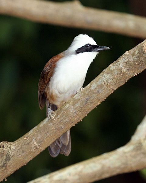 File:White-crested Laughingthrush, Garrulax leucolophus.jpg