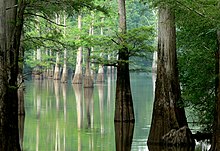 The White River in eastern Arkansas White River, Arkansas.jpg