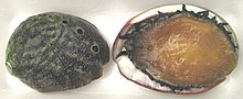 Two highly endangered white abalone: Prohibitions on commercial and recreational harvest of this species have been in place since 1996. White abalone Haliotis sorenseni.jpg