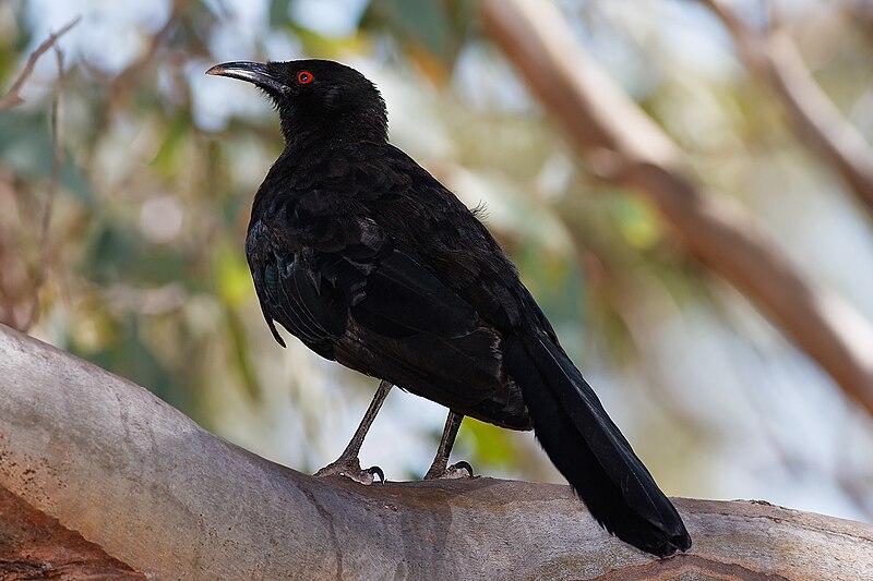 File:White winged chough jan09.jpg