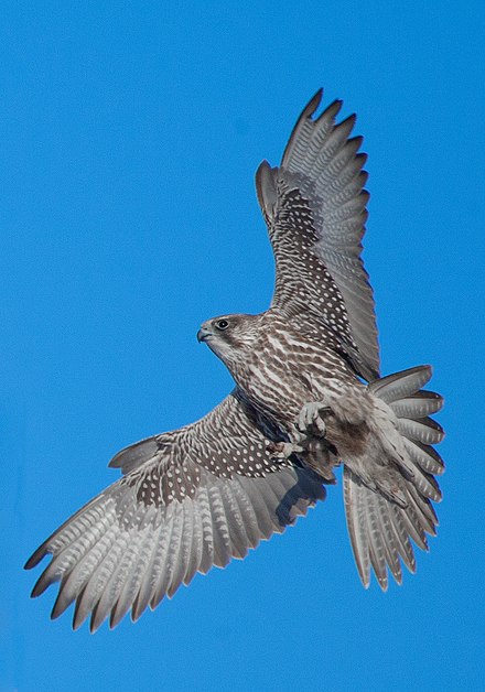 Кречет птица. Кречет - Falco rusticolus Linnaeus. Камчатский Кречет. Ястреб Кречет. Камчатский Сокол Кречет.