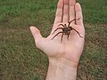 Large wolf spider with her egg sac.