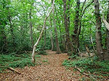 The Petts Wood area of woodland Woodland in Petts Wood (II).jpg