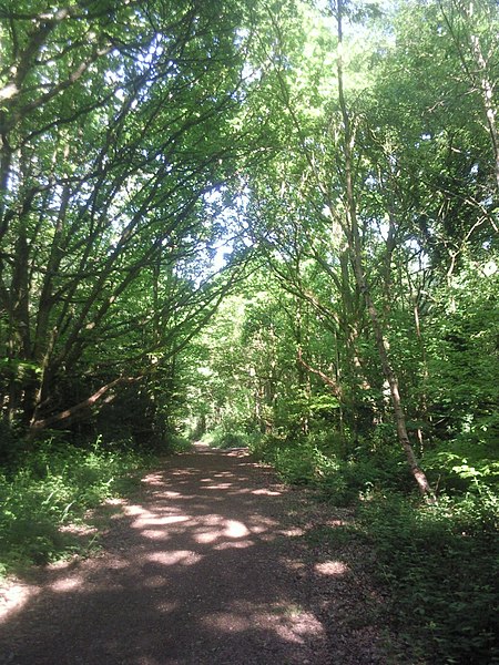 File:Woodland path on Putney Heath - geograph.org.uk - 2402768.jpg