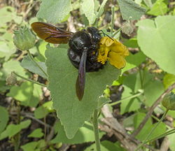 Xylocopa darwini på Bastardia viscosa.