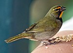 Thumbnail for Yellow-faced grassquit