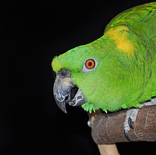 Yellow-naped amazon parrot eye pinning. Yellownaped2.jpg