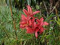 Young leaves Rhododendron arboreum AJT Johnsingh P1020119.JPG