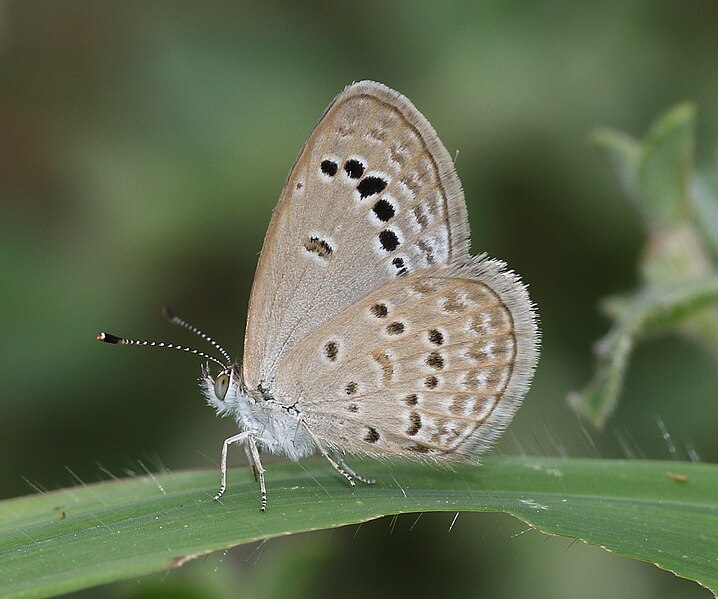 File:Zizina otis indica – Lesser Grass Blue (4).jpg