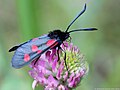 Zygaena trifolii (Esper, 1783)