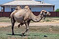 * Nomination Bactrian camel. Konyrat microdistrict, Balkhash, Karaganda Region, Kazakhstan. --Красный 05:55, 18 July 2024 (UTC) * Promotion  Support Good quality. --Johann Jaritz 06:24, 18 July 2024 (UTC)