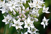 Allium tuberosum 'Allium tuberosum' in the Walled Garden of Goodnestone Park Kent England.jpg