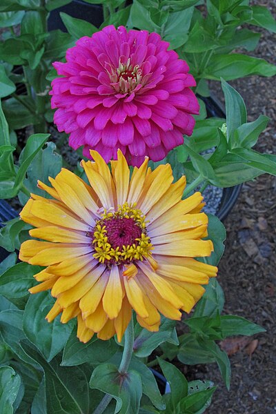 File:'Burpeeana Mix' zinnia IMG 4771.jpg