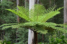 Cyathea cooperi