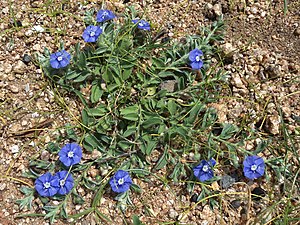 (Evolvulus alsinoides) Dwarf Morning-glory at Bhongir 04.JPG