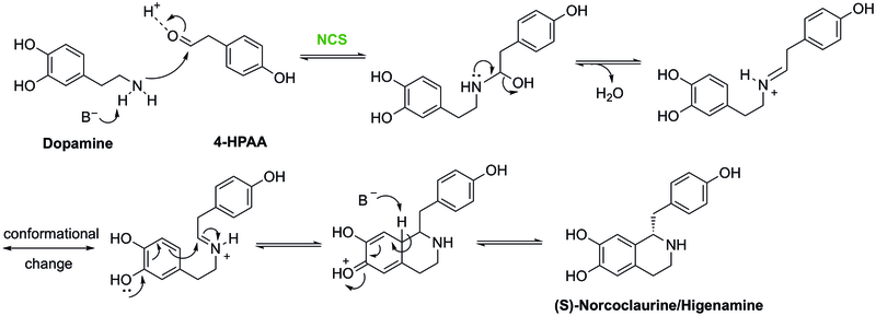 File:(S)-Norcoclaurine Biosynthesis- the final step.tif