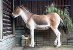 Vignette pour Astol (Equus kiang polyodon)