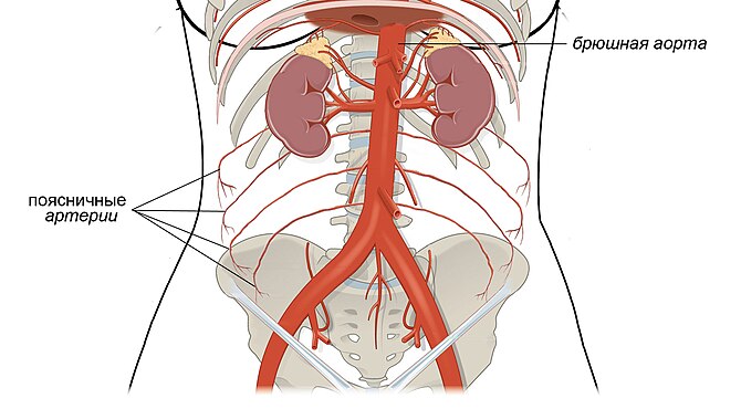Нижняя полая вена аорта. Поясничные артерии. Поясничные артерии анатомия. Восходящая поясничная артерия.