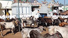 Színes fotó különböző színű teheneket mutat egy indiai templom előtt.