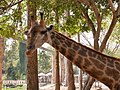 ยีราฟ สวนสัตว์เชียงใหม่ Giraffe in Chiang Mai Zoo (9).jpg