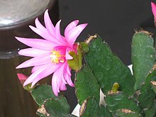 亮 紅 仙人 指 Rhipsalidopsis rosea - 江都 花卉 節 Jiangdu, Kiina- (9163793769) .jpg