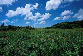 馬毛島の草原と花々.jpg