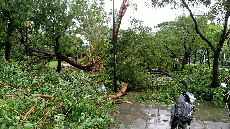 File:高雄市公園內的樹枝在莫蘭蒂侵襲時折斷，樹木連根拔起.jpg