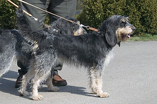 Griffon Bleu de Gascogne Dog breed