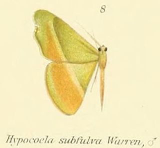 <i>Hypocoela</i> Genus of moths