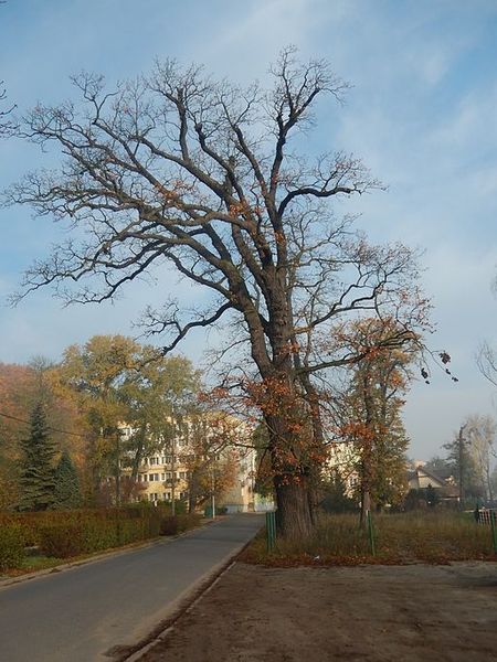 File:1101 oak Orunia Gdańsk.jpg