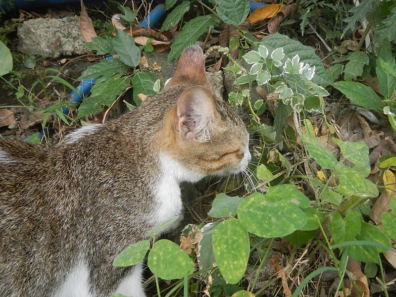 File:1384Cats eating grass in the Philippines 11.jpg