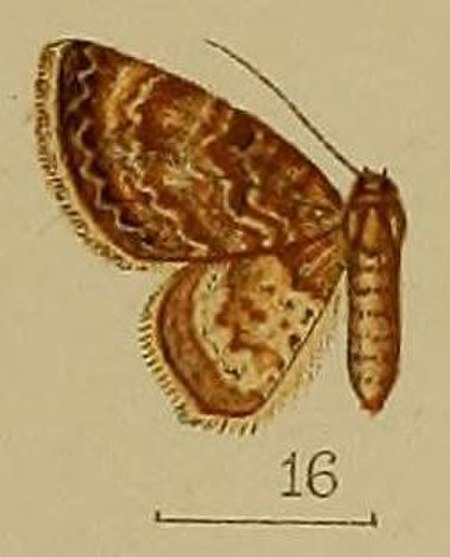 Calluga catocalaria