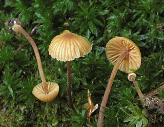 <i>Galerina vittiformis</i> Species of fungus