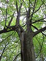 Carpinus betulus (Hainbuche)