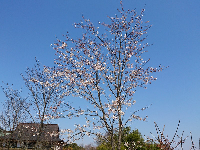 File:2012 Sakura in Ganshoji 01.jpg