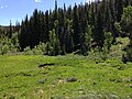 2013-06-28 12 07 17 Bear Creek Meadows and adjacent Subalpine fir forest along Elko County Route 748 (Charleston-Jarbidge Road) southwest of Jarbidge in Nevada.jpg