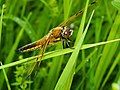 Vierfleck - Libellula quadrimaculata, Männchen