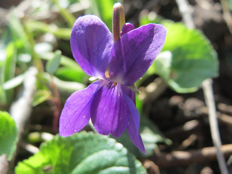 File:20150402Viola odorata2.jpg